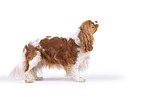 red-white Cavalier King Charles Spaniel