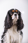 tricolor Cavalier King Charles Spaniel