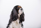 tricolor Cavalier King Charles Spaniel