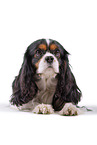 tricolor Cavalier King Charles Spaniel