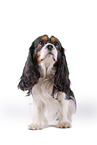 tricolor Cavalier King Charles Spaniel