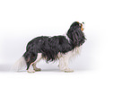 tricolor Cavalier King Charles Spaniel