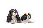 tricolor Cavalier King Charles Spaniel