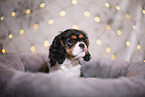 Cavalier King Charles Spaniel puppy
