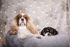Cavalier King Charles Spaniels