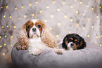 Cavalier King Charles Spaniels
