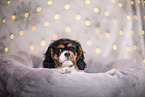 Cavalier King Charles Spaniel puppy