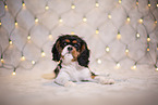 Cavalier King Charles Spaniel puppy