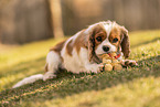 female Cavalier King Charles Spaniel