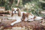 adult Cavalier King Charles Spaniel