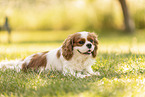 female Cavalier King Charles Spaniel