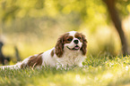 female Cavalier King Charles Spaniel