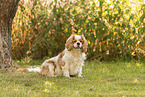 female Cavalier King Charles Spaniel