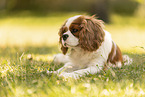 female Cavalier King Charles Spaniel