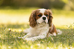 female Cavalier King Charles Spaniel
