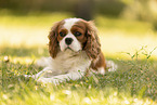 female Cavalier King Charles Spaniel