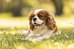 female Cavalier King Charles Spaniel