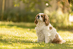 female Cavalier King Charles Spaniel