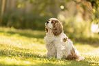 female Cavalier King Charles Spaniel