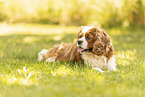 female Cavalier King Charles Spaniel