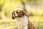female Cavalier King Charles Spaniel