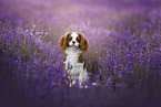 Cavalier King Charles Spaniel in summer