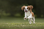 Cavalier King Charles Spaniel in summer