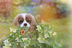 Cavalier King Charles Spaniel