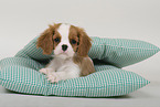 Cavalier King Charles Spaniel Puppy