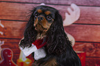 Cavalier King Charles Spaniel in Studio