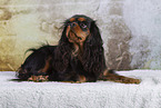 Cavalier King Charles Spaniel in Studio
