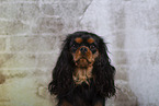 Cavalier King Charles Spaniel in Studio