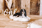 Cavalier King Charles Spaniel