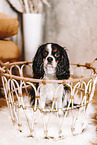 Cavalier King Charles Spaniel
