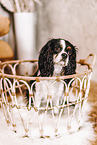 Cavalier King Charles Spaniel