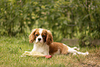 Cavalier King Charles Spaniel