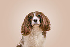 Cavalier King Charles Spaniel