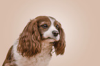Cavalier King Charles Spaniel