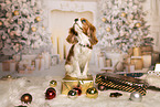 Cavalier King Charles Spaniel