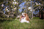 Cavalier King Charles Spaniel