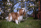 Cavalier King Charles Spaniel