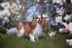 Cavalier King Charles Spaniel
