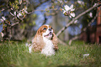 Cavalier King Charles Spaniel