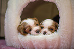 3 weeks old Cavalier King Charles Spaniel