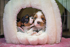3 weeks old Cavalier King Charles Spaniel