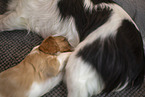 3 weeks old Cavalier King Charles Spaniel