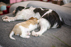 3 weeks old Cavalier King Charles Spaniel