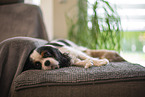 3 weeks old Cavalier King Charles Spaniel
