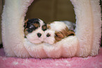 3 weeks old Cavalier King Charles Spaniel
