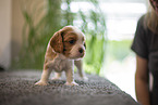 3 weeks old Cavalier King Charles Spaniel